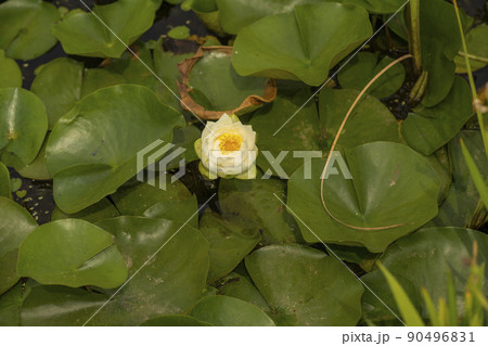 蓮の葉 植物 花 90496831