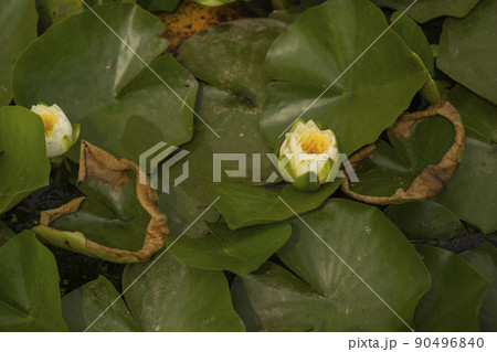 蓮の葉 植物 花 90496840