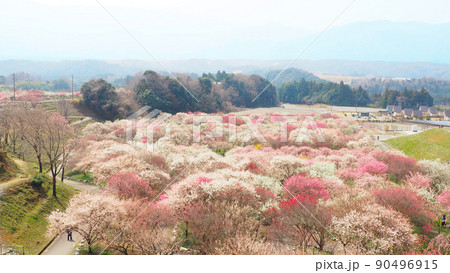 梅の花・広大な梅林の自然風景(早春の自然植物) 梅の花・広大な梅林の自然風景(早春の自然植物) 90496915