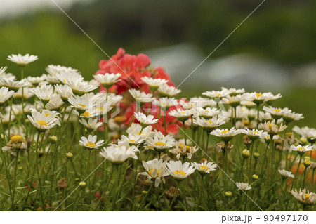 花 シャスタデイジー 植物 90497170