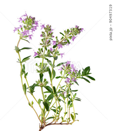 Wild thyme flowers, isolated on white background. Blooming sprigs of thymus serpyllum. 90497319