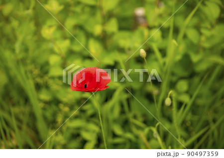ケシ 植物 花 90497359
