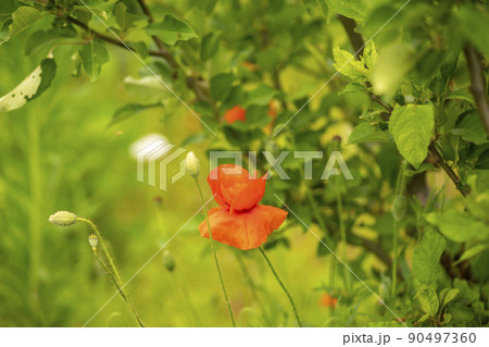 ケシ 植物 花 90497360