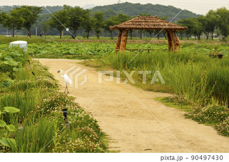 白鷺 鳥 風景 90497430