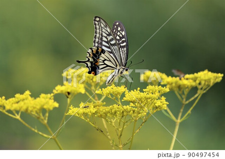 蝶の複眼は外敵から身を守る為に役立つ 蝶の複眼は外敵から身を守る為に役立つ 90497454