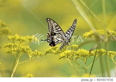 蝶の複眼は色を見分けることができている 90497456