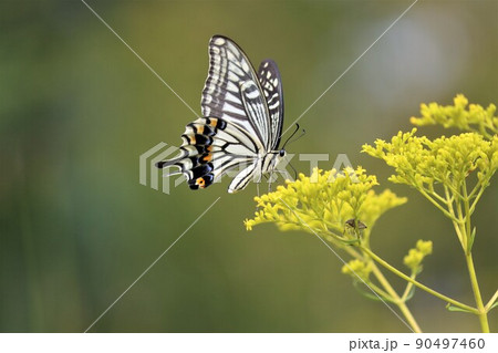 文学作品にも登場するオミナエシの花 90497460