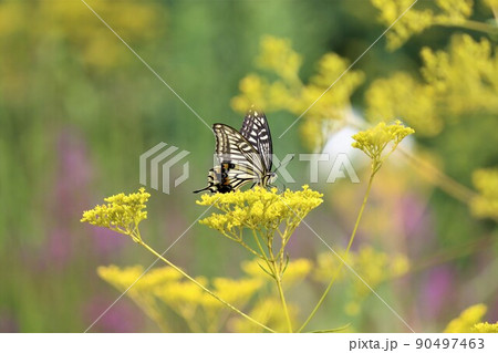 オミナエシの花の絨毯で一休み 90497463