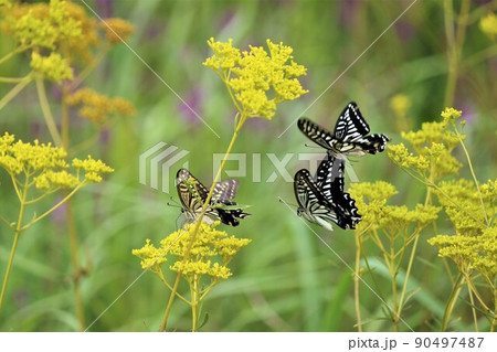 三頭のアゲハチョウが舞う女郎花の花畑 三頭のアゲハチョウが舞う女郎花の花畑 90497487