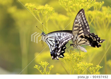 アゲハ蝶の飛ぶ姿は優雅な女王様 アゲハ蝶の飛ぶ姿は優雅な女王様 90497492