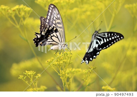 蝶々の数え方は一頭二頭が正しい数え方 90497493
