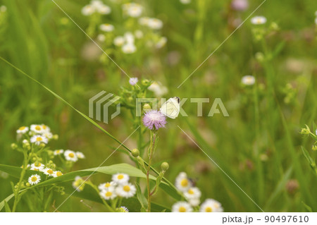 花 植物 アザミ 90497610
