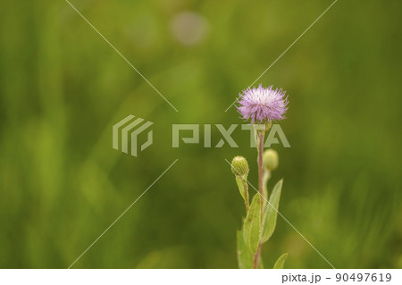 花 植物 アザミ 90497619