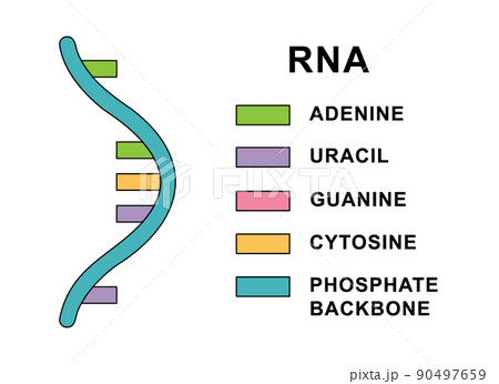 Structure of spiral Ribonucleic acid molecule. RNA molecule with nucleobases structure description - cytosine, guanine, adenine, uracil. 90497659