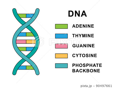 Structure of spiral Deoxyribonucleic acid molecule. DNA molecule with nucleobases structure description - cytosine, guanine, adenine, thymine. 90497661