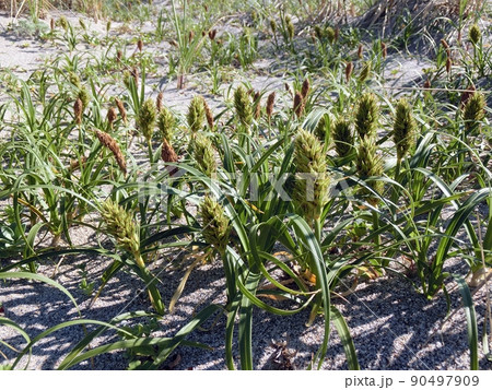 コウボウムギの雄株と雌株の混生（秋田市新屋天秤野・6/5） 90497909