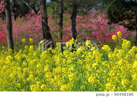 茨城県古河市鴻巣　古河総合公園の古河桃まつり　ハナモモと菜の花 90498386