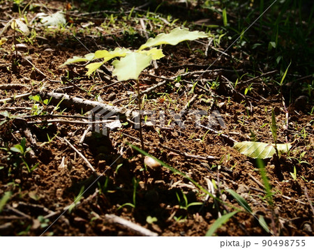 北茨城市高台公園のドングリの発芽 北茨城市高台公園のドングリの発芽 90498755