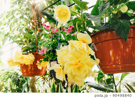 Yellow begonia. selling flowers and plants on a market 90498840