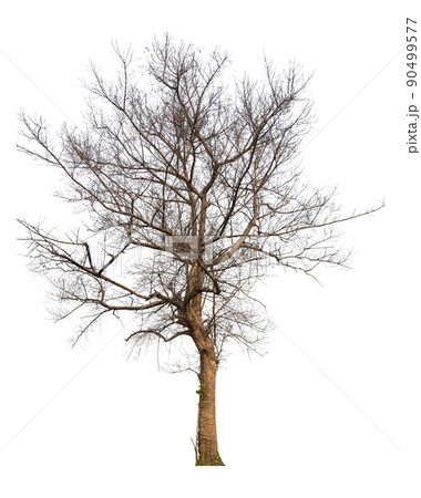 Isolated tree without tree and leafless on white background Isolated tree without tree and leafless on white background 90499577