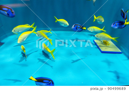 カラフルな熱帯魚 仙台うみの杜水族館(宮城県仙台市) カラフルな熱帯魚 仙台うみの杜水族館(宮城県仙台市) 90499689