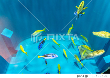 カラフルな熱帯魚 仙台うみの杜水族館(宮城県仙台市) カラフルな熱帯魚 仙台うみの杜水族館(宮城県仙台市) 90499690