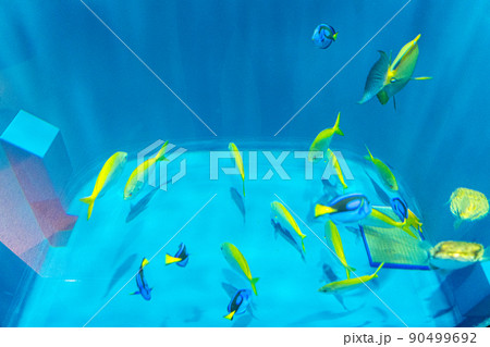 カラフルな熱帯魚 仙台うみの杜水族館(宮城県仙台市) カラフルな熱帯魚 仙台うみの杜水族館(宮城県仙台市) 90499692