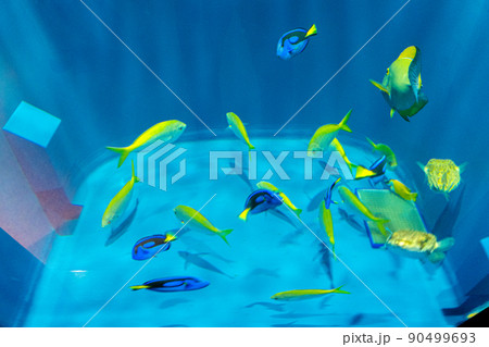 カラフルな熱帯魚 仙台うみの杜水族館(宮城県仙台市) カラフルな熱帯魚 仙台うみの杜水族館(宮城県仙台市) 90499693