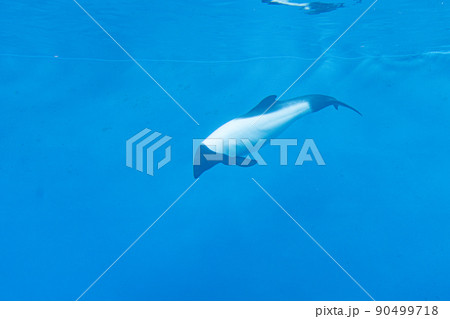 悠々と泳ぐイロワケイルカ 悠々と泳ぐイロワケイルカ 90499718
