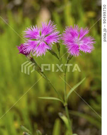 カワラナデシコの花 90499750