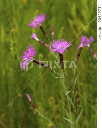 カワラナデシコの花 カワラナデシコの花 90499754