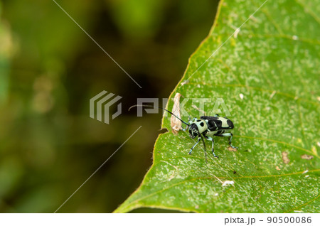 ラミーカミキリ 90500086