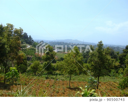 インドネシアの癒し、緑の田舎風景 インドネシアの癒し、緑の田舎風景 90500743