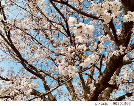 穏やかな春 90501365
