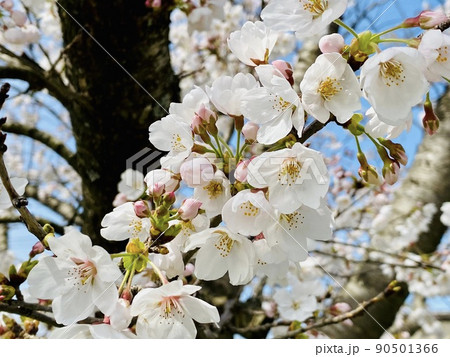 さわやかな春 90501366