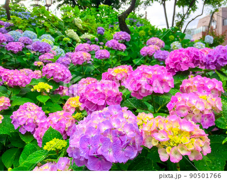 東京白山　あじさいの名所・白山神社 90501766