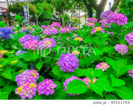 東京白山 あじさいの名所・白山神社 東京白山 あじさいの名所・白山神社 90501769