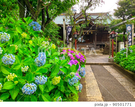 東京白山　あじさいの名所・白山神社 90501771