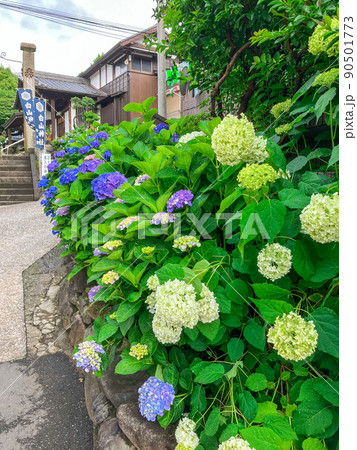 東京白山　あじさいの名所・白山神社 90501773