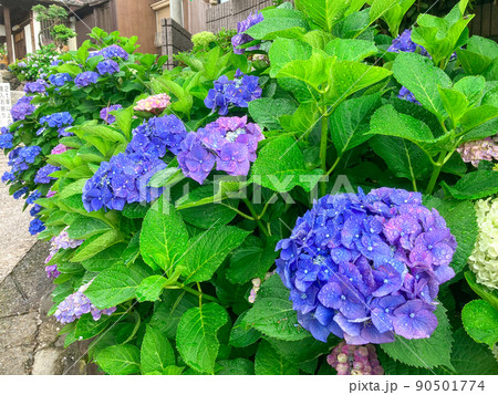 東京白山 あじさいの名所・白山神社 東京白山 あじさいの名所・白山神社 90501774