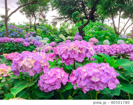 東京白山　あじさいの名所・白山神社 90501780