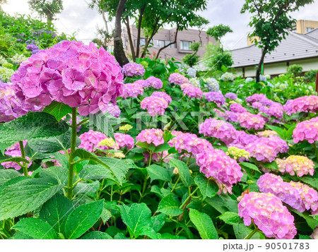 東京白山　あじさいの名所・白山神社 90501783