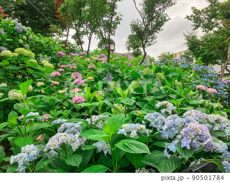 東京白山 あじさいの名所・白山神社 東京白山 あじさいの名所・白山神社 90501784