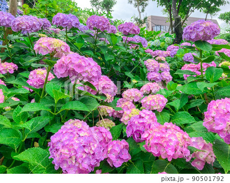 東京白山 あじさいの名所・白山神社 東京白山 あじさいの名所・白山神社 90501792