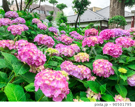 東京白山　あじさいの名所・白山神社 90501795