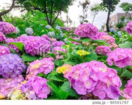 東京白山　あじさいの名所・白山神社 90501797