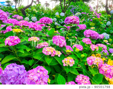 東京白山　あじさいの名所・白山神社 90501798