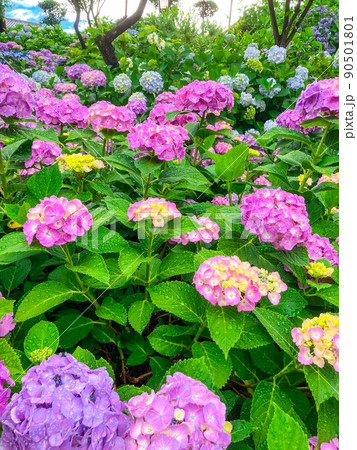 東京白山　あじさいの名所・白山神社 90501801