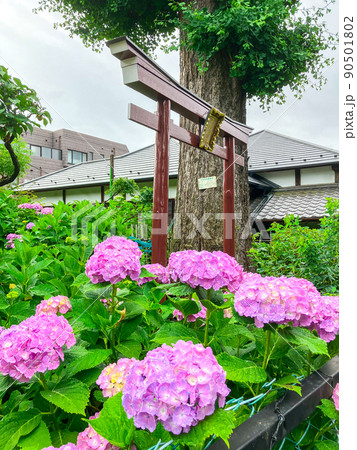 東京白山 あじさいの名所・白山神社 東京白山 あじさいの名所・白山神社 90501802