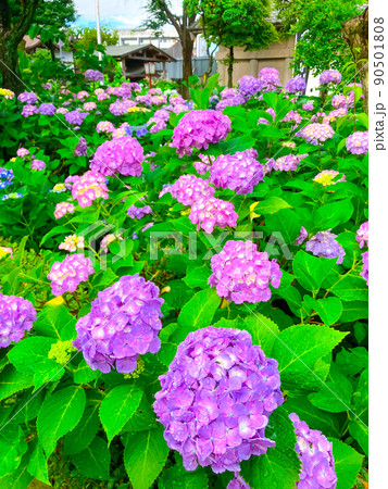 東京白山　あじさいの名所・白山神社 90501808